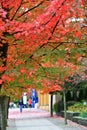 Fall Color, Autumn leaves in Coal Harbour, Downtown Vancouver, British Columbia