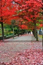 Fall Color, Autumn leaves in Coal Harbour, Downtown Vancouver, British Columbia