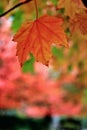 Fall Color, Autumn leaves in Coal Harbour, Downtown Vancouver, British Columbia