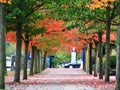 Fall Color, Autumn leaves in Coal Harbour, Downtown Vancouver, British Columbia