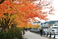 Fall Color, Autumn leaves in Coal Harbour, Downtown Vancouver, British Columbia