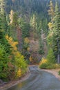 Fall color on a damp Old Blewett Pass Highway in Washington Cascades Royalty Free Stock Photo