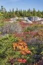 Fall Color in The Dolly Sods Royalty Free Stock Photo