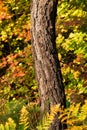 Fall Color Ferns and Vine Maple in the forest in the Cascade Mountains in Bend Oregon