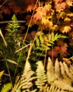 Fall Color Ferns and Vine Maple in the forest in the Cascade Mountains in Bend Oregon