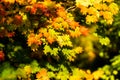 Fall Color Ferns and Vine Maple in the forest in the Cascade Mountains in Bend Oregon