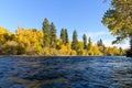 Fall color glowing on yellow trees alongside the blue water of Yakima River Royalty Free Stock Photo