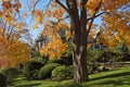 Fall color on golden maple tree