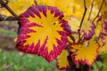 Fall Color of Grape Foliage Macro Royalty Free Stock Photo