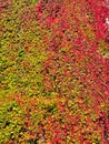 Fall color ivy on wall Royalty Free Stock Photo