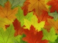 Fall color leaves Royalty Free Stock Photo