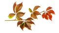 Fall color leaves of Virginia creeper or virgin ivy isolated on white background Royalty Free Stock Photo