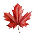 Fall color maple leaf clip art illustration Royalty Free Stock Photo