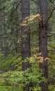 Fall color maple leaves between two trees in the forest Royalty Free Stock Photo