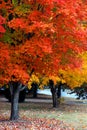 Fall Color in Nashville Royalty Free Stock Photo