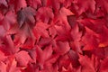 Fall color nature background of various shades of red maple leaves Royalty Free Stock Photo