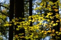 Fall Color in Oregon Forest at Silver Falls State Park Royalty Free Stock Photo