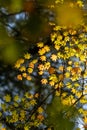 Fall Color in Oregon Forest at Silver Falls State Park Royalty Free Stock Photo