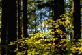 Fall Color in Oregon Forest at Silver Falls State Park Royalty Free Stock Photo