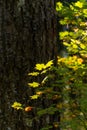 Fall Color in Oregon Forest at Silver Falls State Park Royalty Free Stock Photo