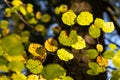 Fall Color in Oregon Forest at Silver Falls State Park Royalty Free Stock Photo