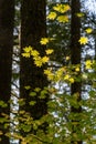 Fall Color in Oregon Forest at Silver Falls State Park Royalty Free Stock Photo