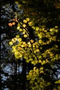 Fall Color in Oregon Forest at Silver Falls State Park Royalty Free Stock Photo