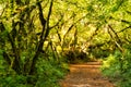 Fall Color in Oregon Forest at Silver Falls State Park Royalty Free Stock Photo