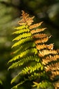 Fall Color in Oregon Forest at Silver Falls State Park Royalty Free Stock Photo