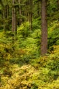 Fall Color in Oregon Forest at Silver Falls State Park Royalty Free Stock Photo