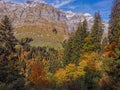 Fall color and pines with alp mountains behind Royalty Free Stock Photo
