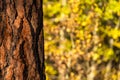 Fall Color Ponderosa Pine Trees Bark and Aspen Trees at Sunset in Autumn Royalty Free Stock Photo