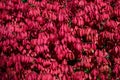 Fall color in the red leaves of a Burning Bush on a sunny day, as a nature background Royalty Free Stock Photo