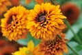 Fall color, rudbeckia flowers