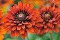 Fall color, rudbeckia flowers Royalty Free Stock Photo
