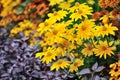 Fall color, rudbeckia flowers