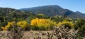 Fall Color in The Sandias