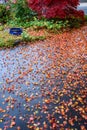 Fall color, small maple leaves in red, yellow, and orange, fallen on an asphalt driveway, garden in background Royalty Free Stock Photo