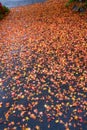 Fall color, small maple leaves in red, yellow, and orange, fallen on an asphalt driveway, street in background Royalty Free Stock Photo