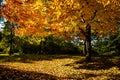 Fall Color Toronto