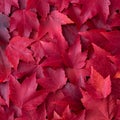 Fall color square nature background of various shades of red maple leaves