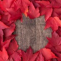 Fall color square nature background of various shades of red maple leaves with a round clearing showing rustic wood