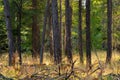 Fall Color Sunlight Through Trees in Oregon Forest Royalty Free Stock Photo