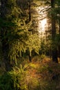 Fall Color Sunlight Through Trees in Oregon Forest Royalty Free Stock Photo