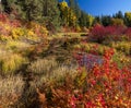 Fall Colors around Butcher Creek, Washington State