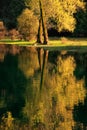 Fall color tree reflected in Crnojevica river, Montenegro Royalty Free Stock Photo