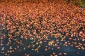 Fall color, wet asphalt driveway covered in small orange and yellow maple leaves Royalty Free Stock Photo