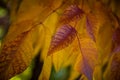 Fall in Colorado, Teller County