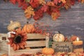 Autumn decor with copy space