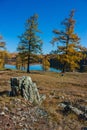 Fall colored larch trees are reflected in a beautiful mountain l Royalty Free Stock Photo